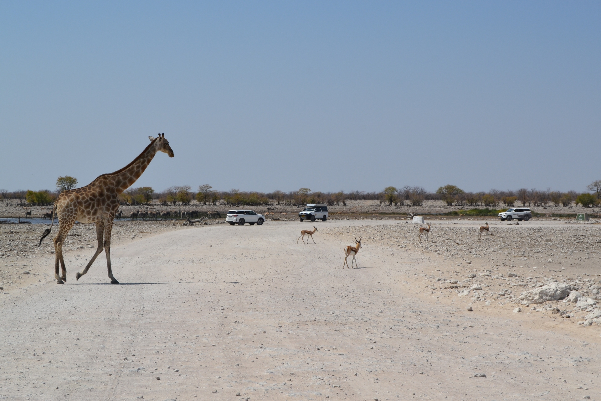 Autos von Reisenden an einem Wasserloch mit Zebras, Gazellen und Giraffen im Etosha-Nationalpark. Dieser Nationalpark gehört zu Namibias meistbesuchten Reisezielen.
